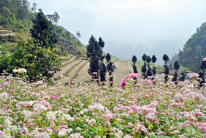 Buckwheat flowers bloom in Ha Giang - 1