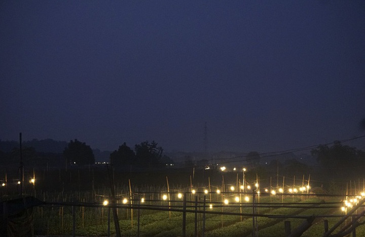 Hanoi flower village sparkles at night - 1