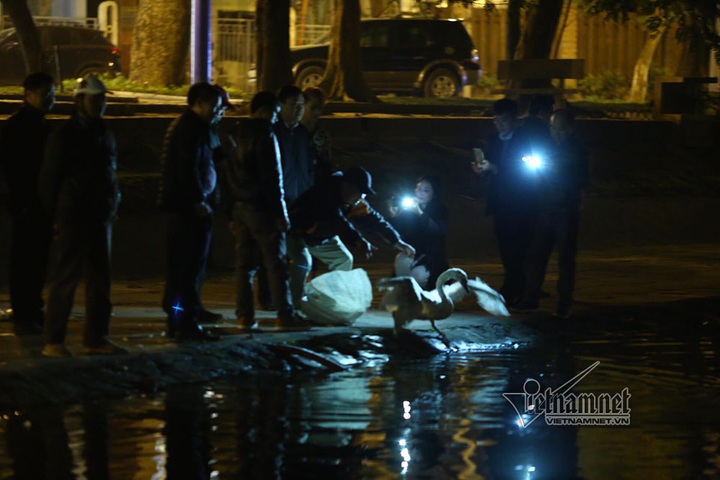 Swans suddenly moved from Hoan Kiem Lake - 4