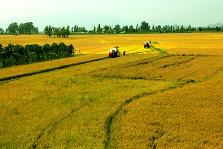 Vietnam to create prominent rice brand - 1