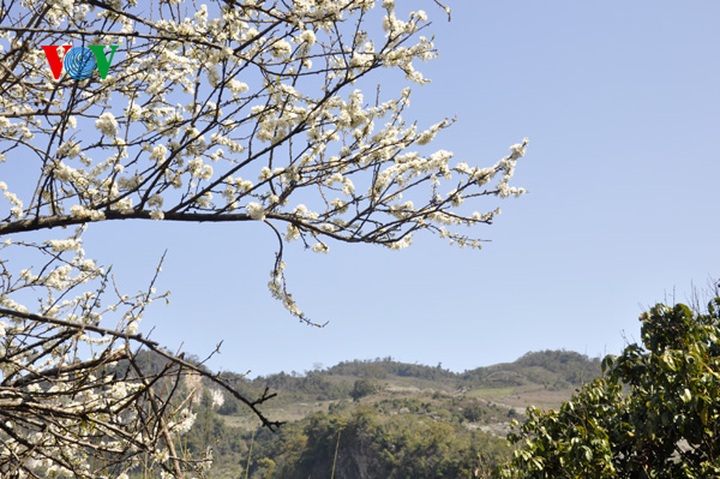 Plum trees in full bloom - 1