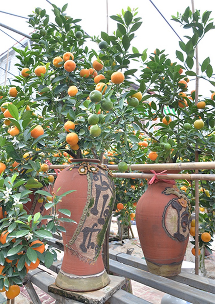 Tet trees in a jar win fans in Hanoi - 9 Tet trees in a jar win fans in Hanoi - 9