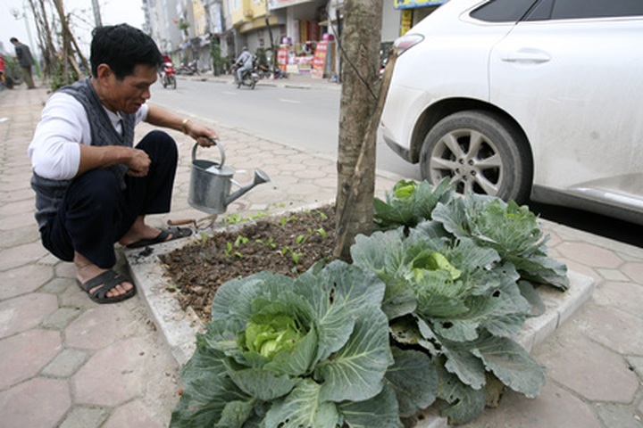 Hanoians opt for safer vegetable options - 10 Hanoians opt for safer vegetable options - 10