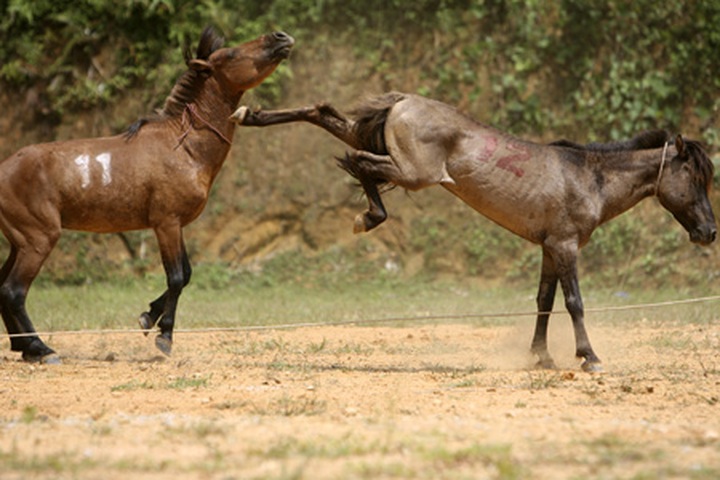 Horse fighting in Ha Giang Province - 10 Horse fighting in Ha Giang Province - 10