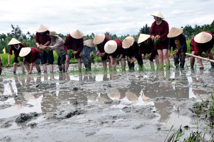 Farmers in Hoi An reap good harvest from tourists - 4