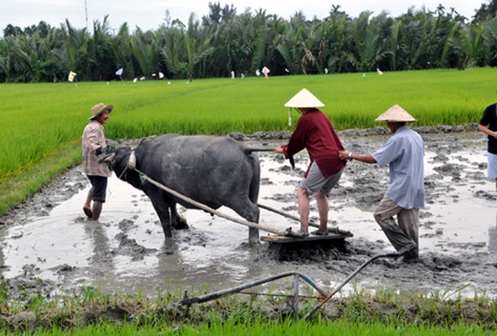 Farmers in Hoi An reap good harvest from tourists - 2
