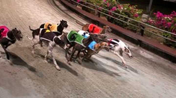 Impressive greyhound racing in Vung Tau - 1