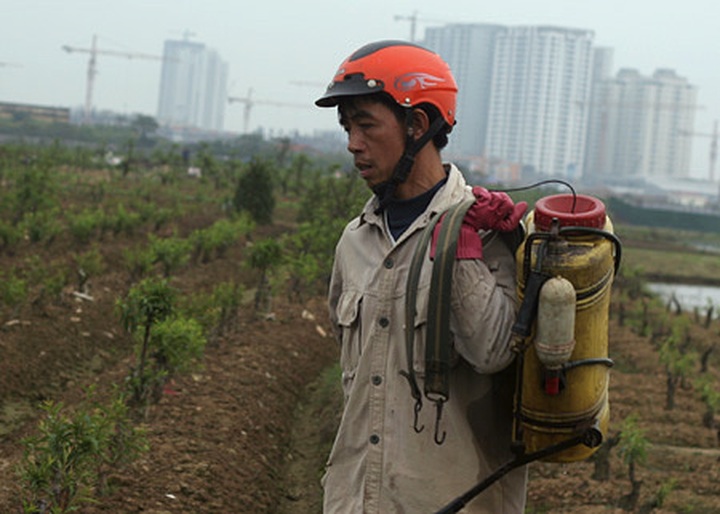 Peach orchards threatened by urbanisation - 10