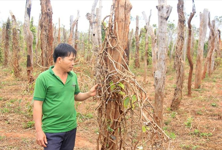 Thousands of households in Gia Lai bankrupt due to pepper plantation - 1