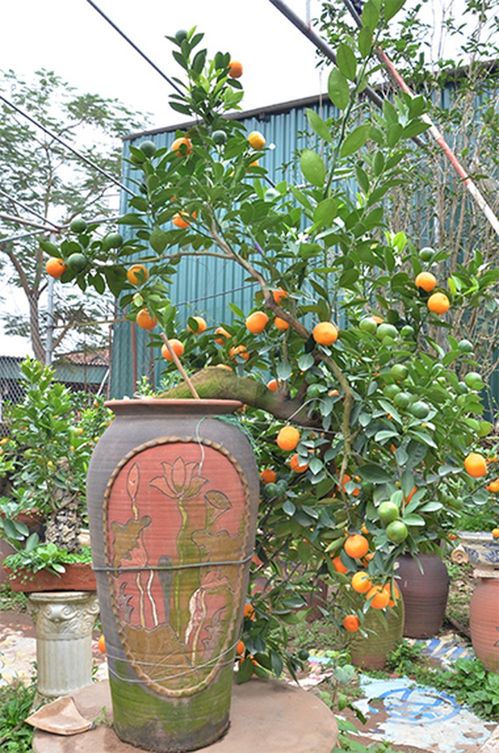 Tet trees in a jar win fans in Hanoi - 10 Tet trees in a jar win fans in Hanoi - 10