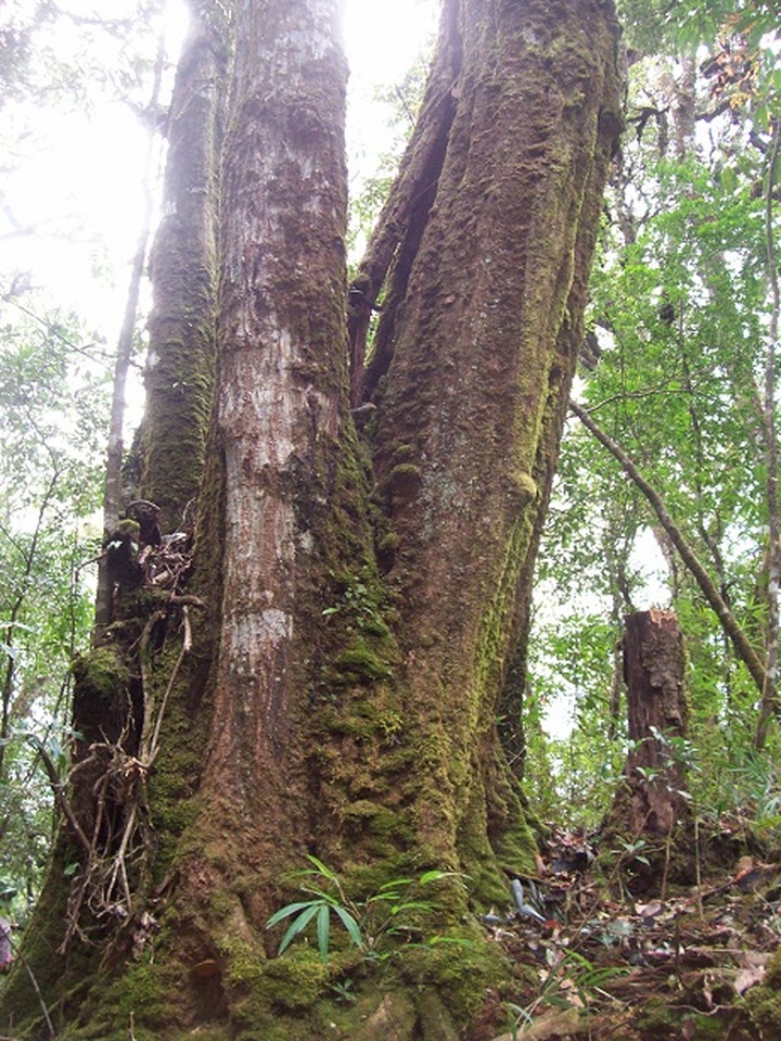 Rare plants make Hoang Lien National Park attractive to visitors - 8 Rare plants make Hoang Lien National Park attractive to visitors - 8