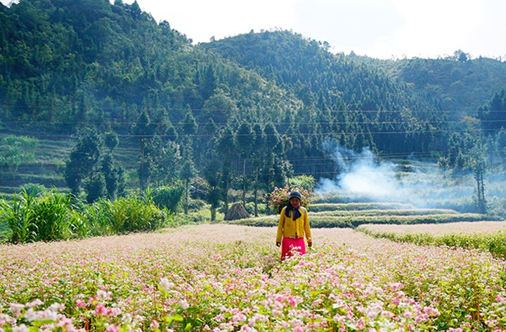 Buckwheat flowers bloom in Ha Giang - 7