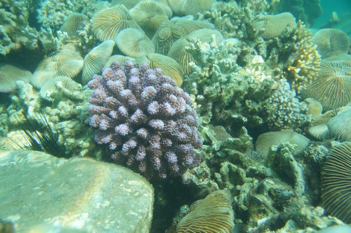 Snorkelling in Nha Trang - 8