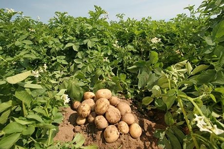 France to export 3,000 tonnes of potatoes to Vietnam early next year - 1 France to export 3,000 tonnes of potatoes to Vietnam early next year - 1