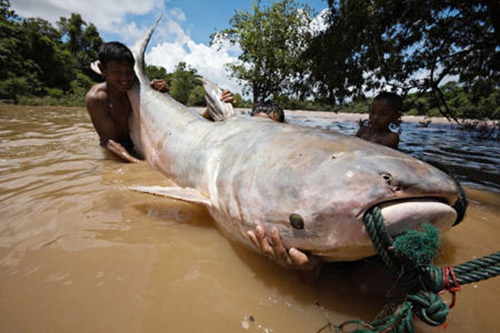 Mekong River reveals huge bounty - 3