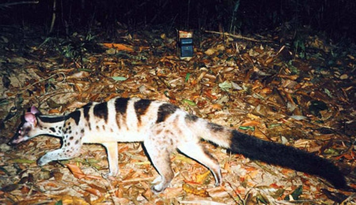 Civet-conservation posters distributed - 2