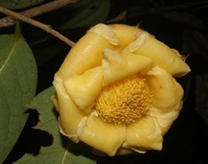 Four new camellia species found in Vietnam - 2