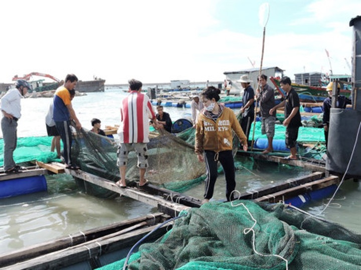 Islanders abandon lobster farming - 1