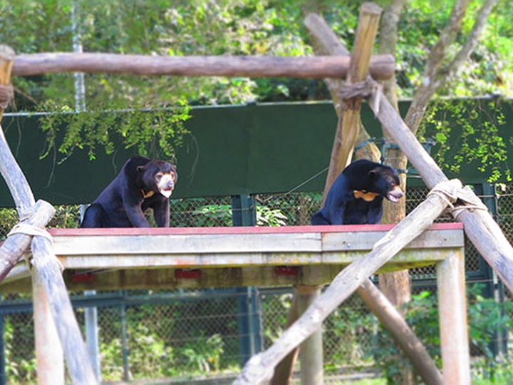 Wildlife still widely consumed in Vietnam - 1