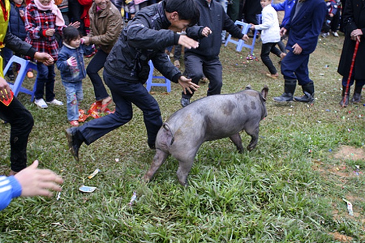 Pig hunting festival in Phu Tho Province - 10 Pig hunting festival in Phu Tho Province - 10