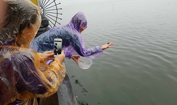 Released fish, turtles caught for sales again in front of Hanoi pagoda - 3 Released fish, turtles caught for sales again in front of Hanoi pagoda - 3