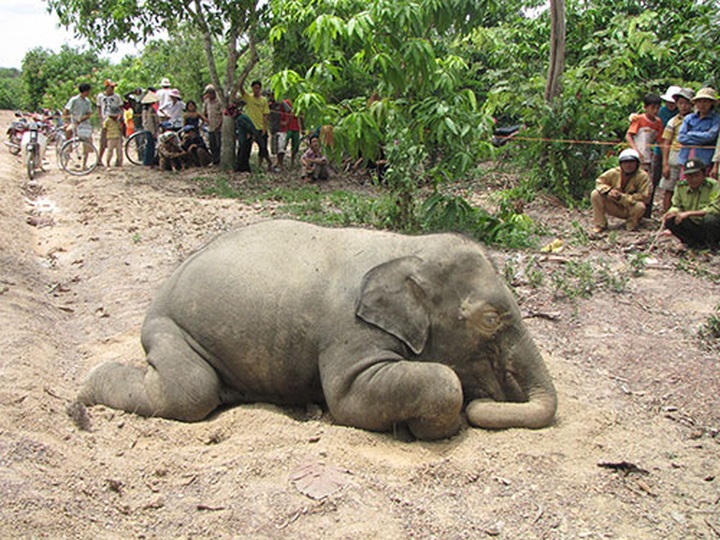 Elephants push back against human encroachment - 1
