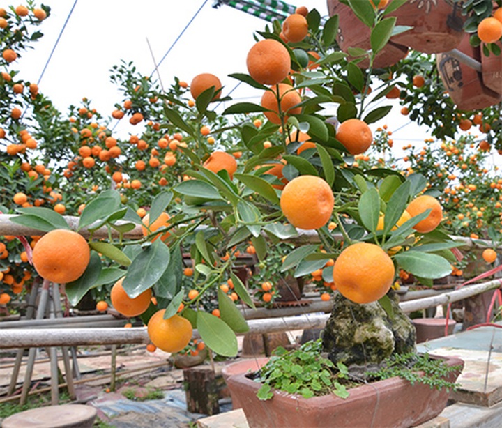 Tet trees in a jar win fans in Hanoi - 11 Tet trees in a jar win fans in Hanoi - 11