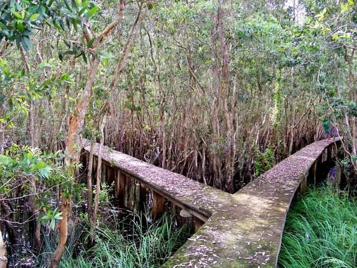 The longest path through the melaleuca forest of Vietnam - 8
