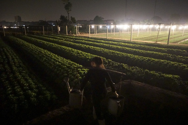 Hanoi flower village sparkles at night - 11