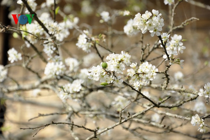 Plum trees in full bloom - 12