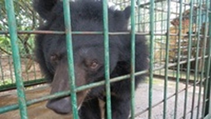 Bear kept in captivity shifted to rescue centre - 1