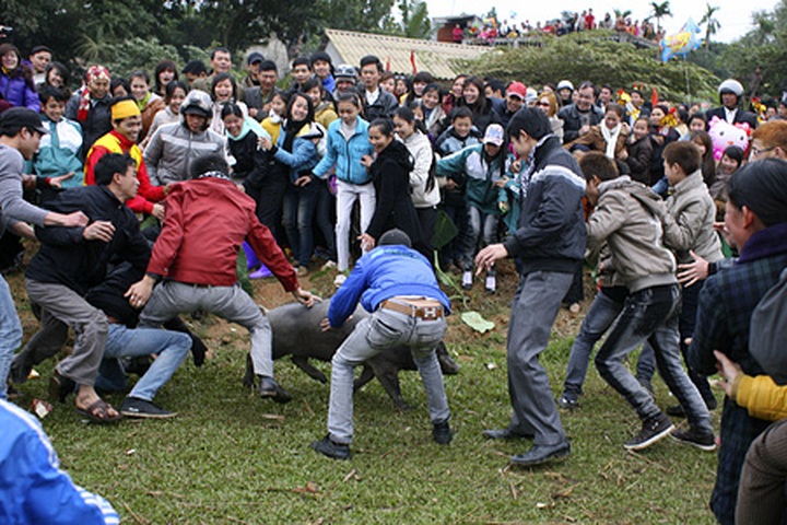 Pig hunting festival in Phu Tho Province - 11 Pig hunting festival in Phu Tho Province - 11