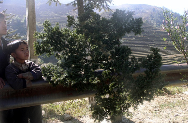 Rare trees sold as Tet decorations in Sapa - 1