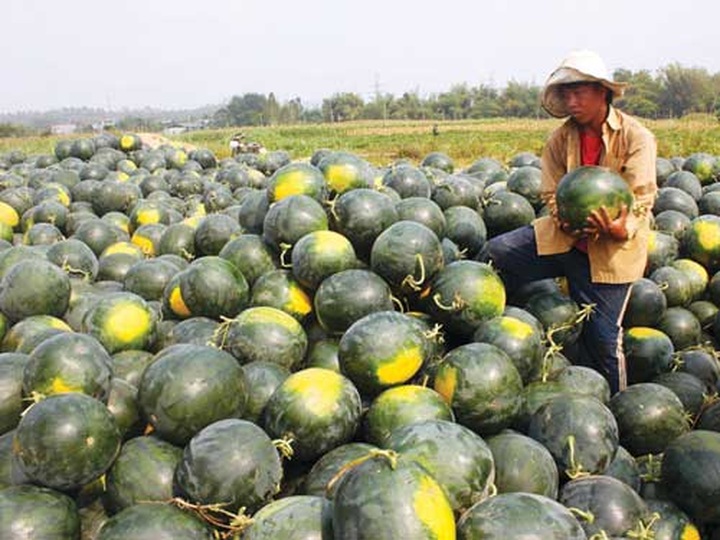 Low customs capacity at border gate causes losses to farmers - 2