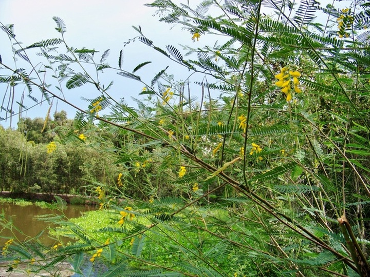 The longest path through the melaleuca forest of Vietnam - 10