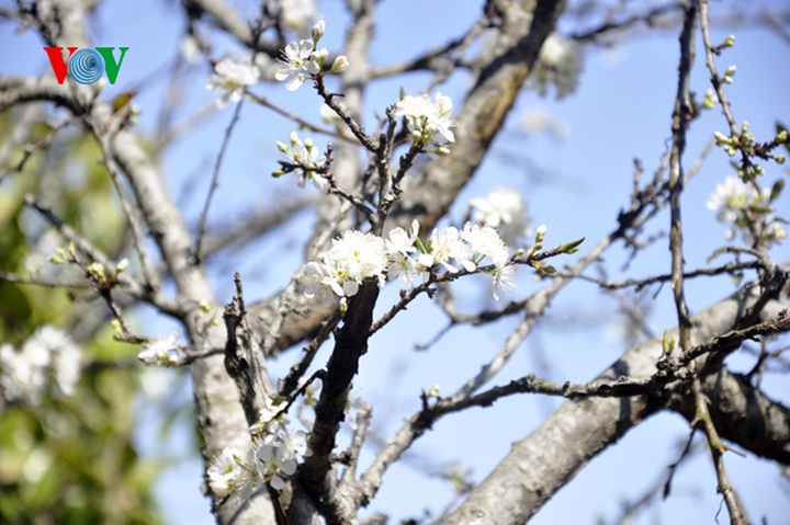 Plum trees in full bloom - 14