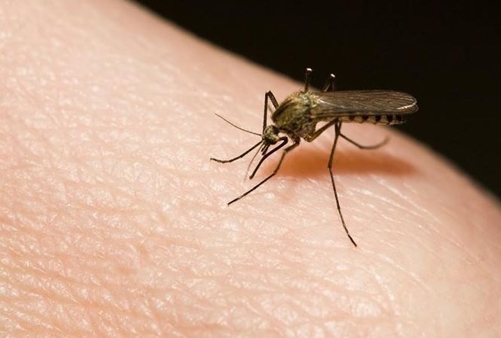 Dengue targeted by Wolbachia-carrying mosquitoes - 1