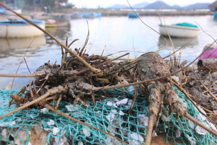 Mass lobster deaths in Phu Yen - 1
