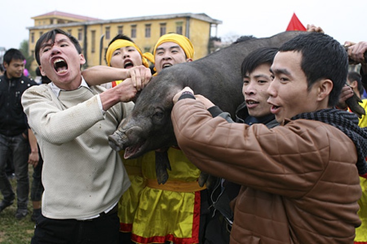 Pig hunting festival in Phu Tho Province - 13 Pig hunting festival in Phu Tho Province - 13