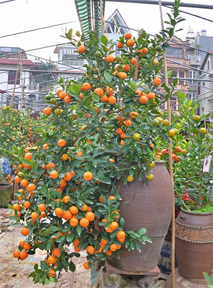 Tet trees in a jar win fans in Hanoi - 14 Tet trees in a jar win fans in Hanoi - 14