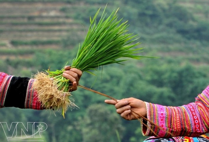 Transplanting rice seedlings in Hoang Su Phi - 4