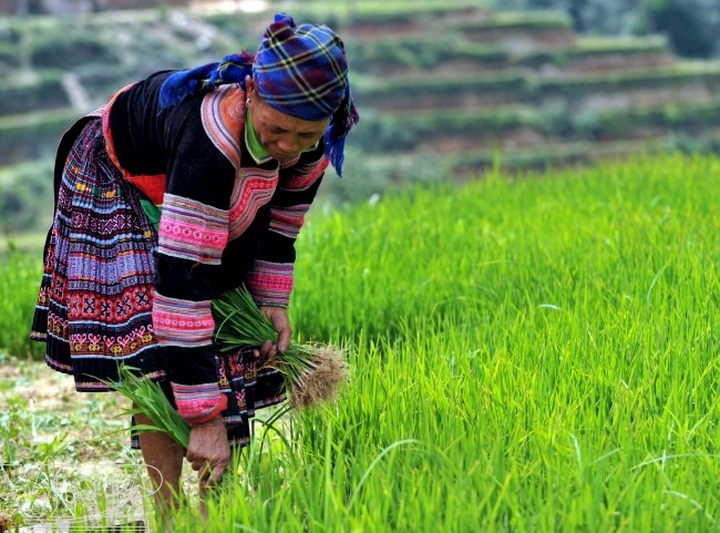 Transplanting rice seedlings in Hoang Su Phi - 3