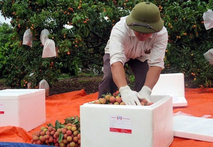 Vietnam lychees head to France - 1