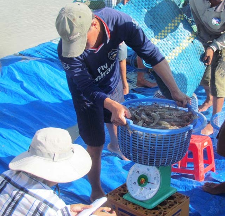 Farmers turn to shrimp as prices soar - 1