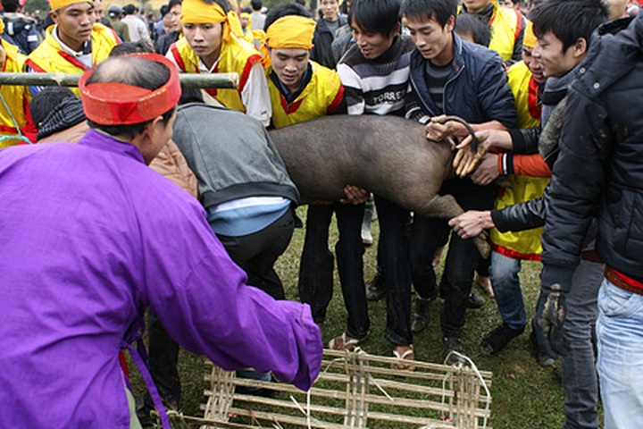 Pig hunting festival in Phu Tho Province - 15 Pig hunting festival in Phu Tho Province - 15