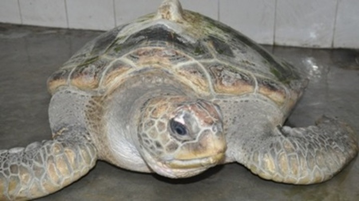 Rare turtle stuck in Hue fisherman's net - 1