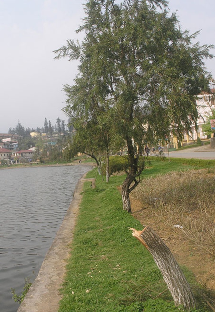 Rampant superstition blamed for butchered Sapa willow trees - 2