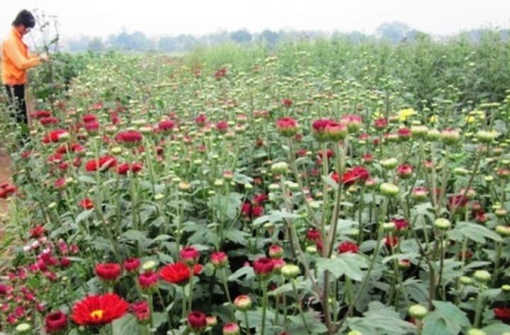 Phu Van flower village before Tet - 9