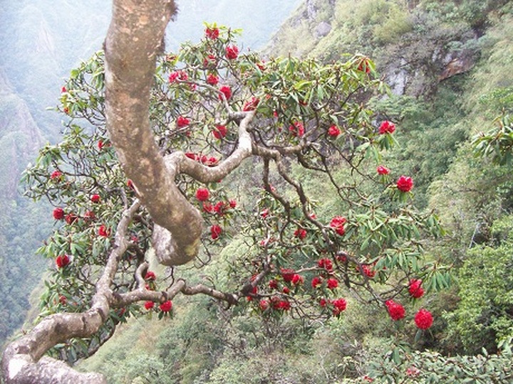 Rare plants make Hoang Lien National Park attractive to visitors - 13 Rare plants make Hoang Lien National Park attractive to visitors - 13