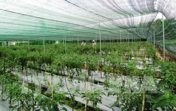 Hai Phong to develop 5,800 hectares of hi-tech farms by 2030 - 1